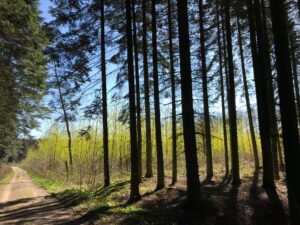 Skov